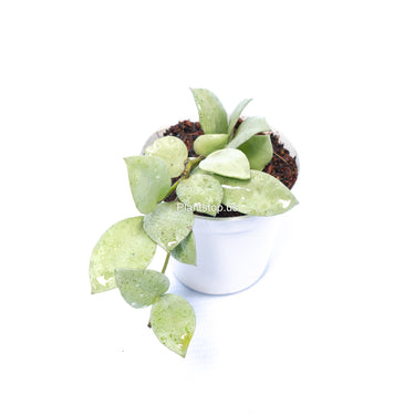 Hoya Lacunosa Silver Mint Coin