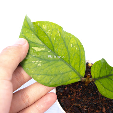 Hoya Meredhitii Round Leaf