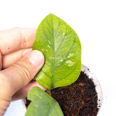 Hoya Meredhitii Round Leaf