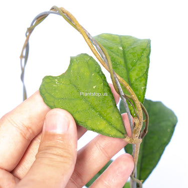 Hoya Sp Aceh Aff Deykeae