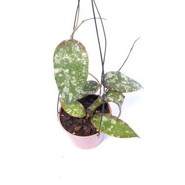 Hoya Caudata Aceh Splash