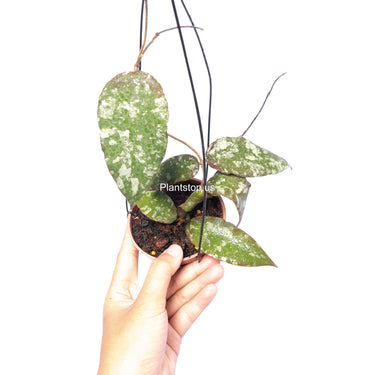 Hoya Caudata Aceh Splash