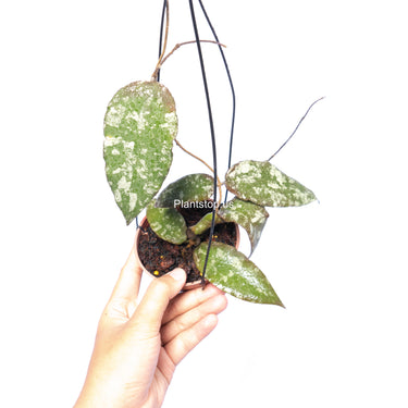 Hoya Caudata Aceh Splash