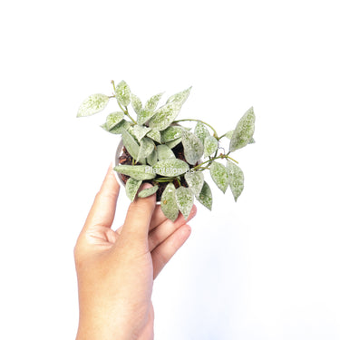 Hoya Lacunosa Silver Lime