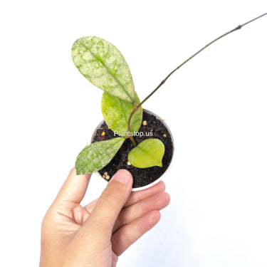 Hoya SLM-04 Silver Borneo