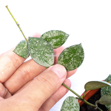 Hoya Lacunosa Grey Ash Spalsh