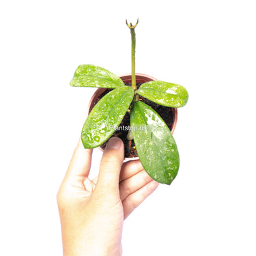 Hoya Diversifolia Splash