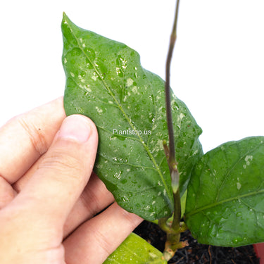 Hoya Sp Aceh Gayo Rare Pattern