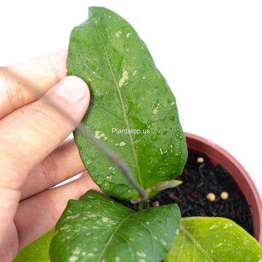 Hoya Sp Aceh Gayo Rare Pattern