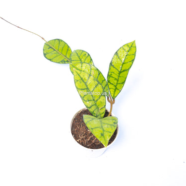 Hoya Verticillata Wonosobo