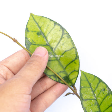 Hoya Verticillata Wonosobo