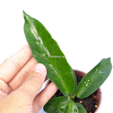 Hoya Stenakey Dark