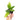 Hoya SLM-01 Buntokensis
