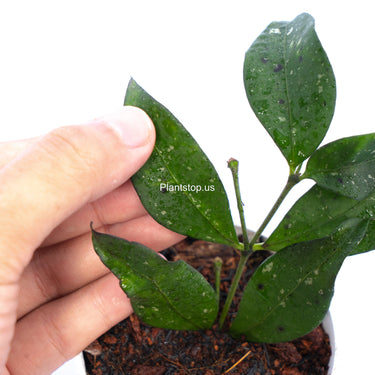 Hoya Sp Garut