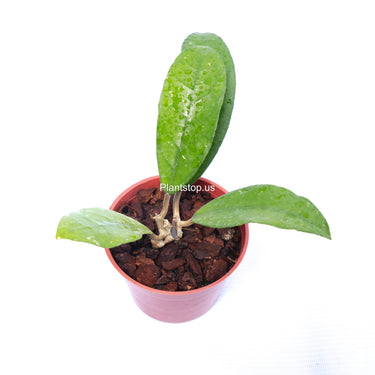 Hoya Fauziana Sp Kalbar