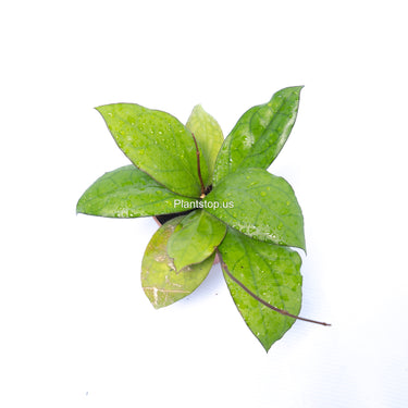 Hoya Puom Siam Ruby