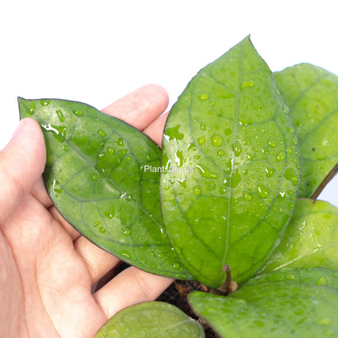 Hoya Puom Siam Ruby