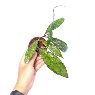 Hoya Clemensiorum Aceh