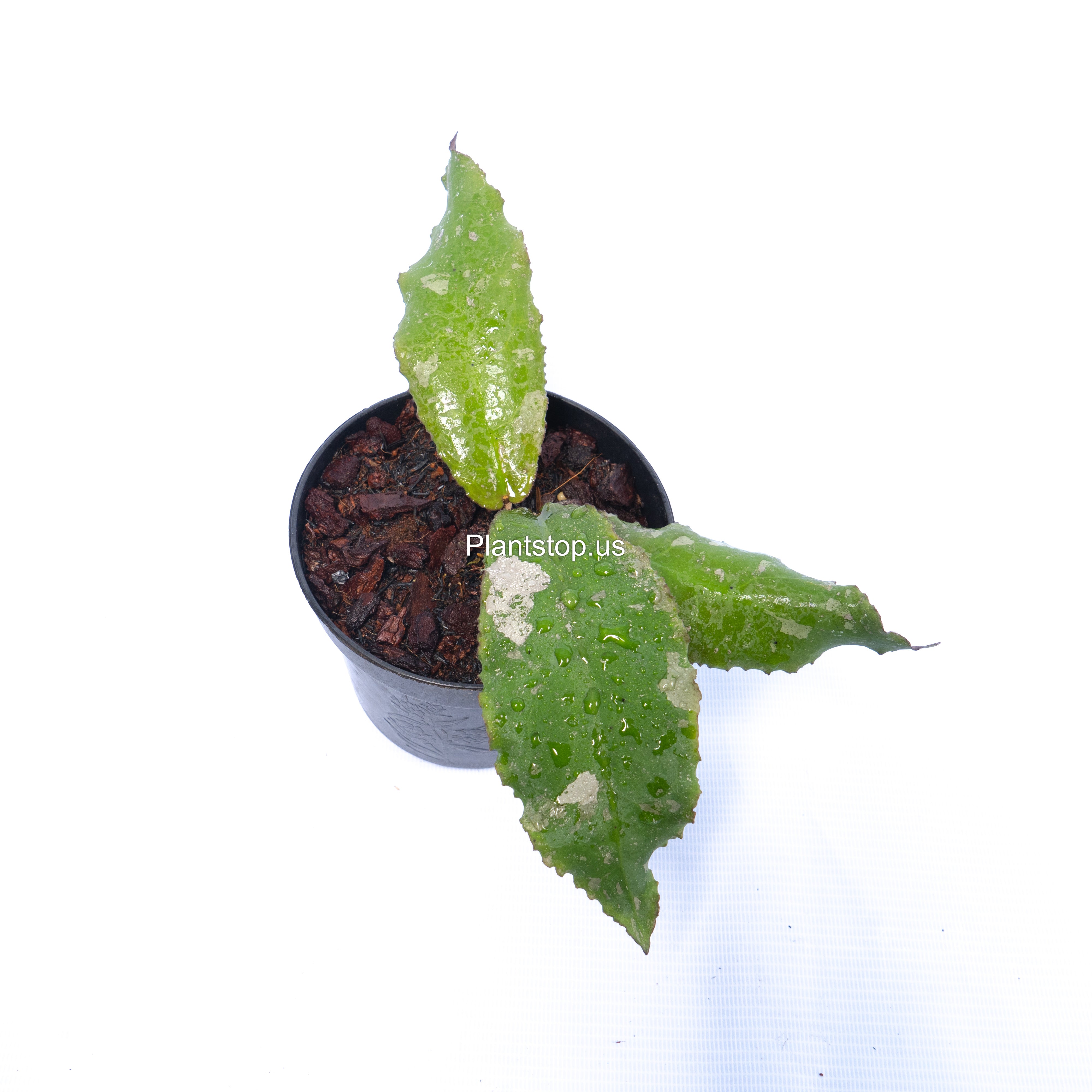 philodendron undulata Hoya Undulata Splash – Plantstop.us