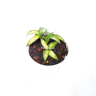 Hoya Lacunosa Asami Wonosobo