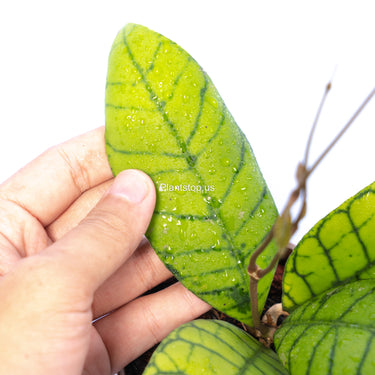 Hoya Callistophyla Kalteng