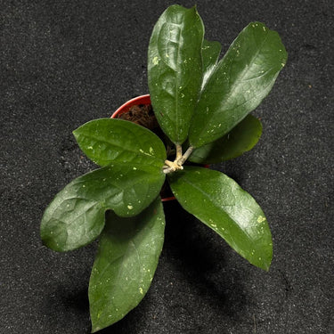 Hoya Aff Vitelina Jabar