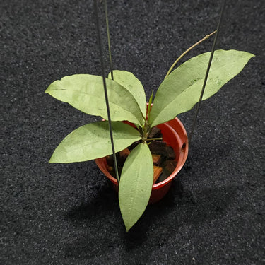 Hoya Alena rindu raflesia x Crassipetiolata