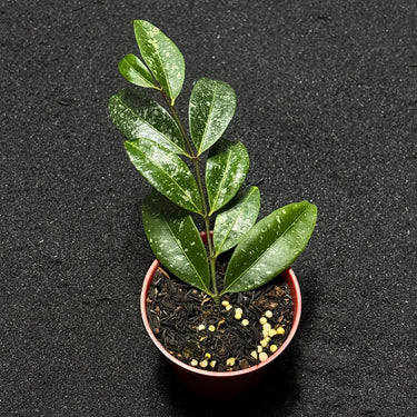 Hoya Amicabilis Splash