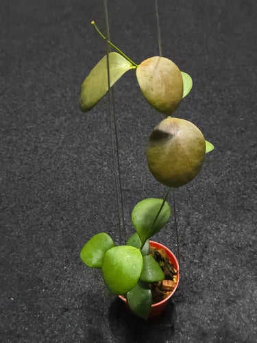 Hoya Anulata - Plantstop.us