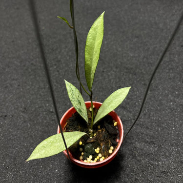 Hoya Argentella Luna