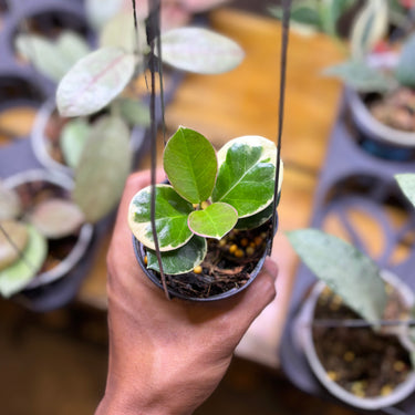 Hoya Australis Blonde