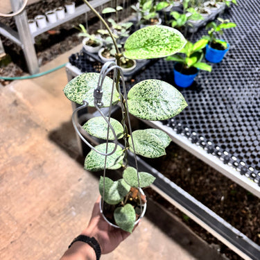 Hoya Barata