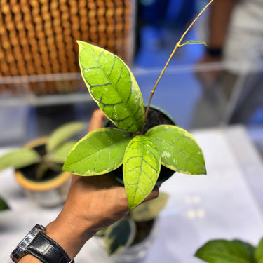 Hoya Calistophylla Albomarginata Stable Clone