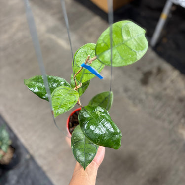 Hoya Calistophylla Turtle