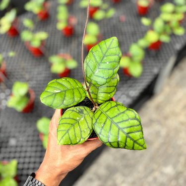 Hoya Callistophylla Chibi