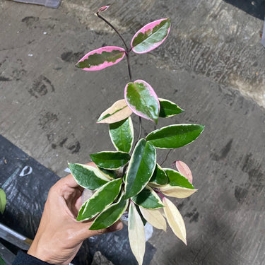 Hoya Carnosa Flamingo Dreams