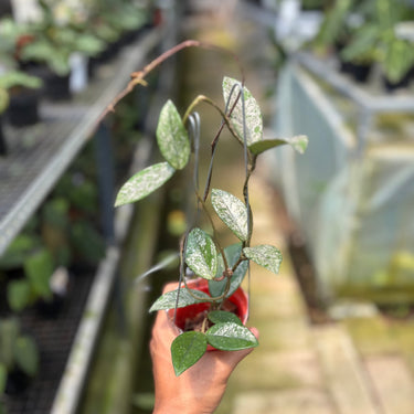 Hoya Carnosa Stardust