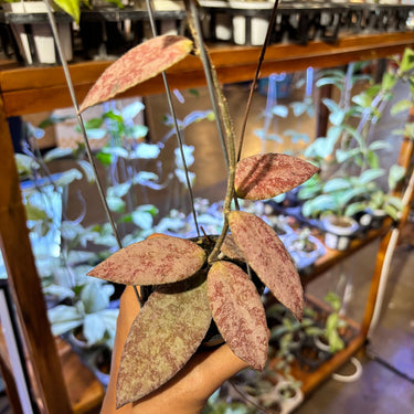 Hoya Caudata Sparkling