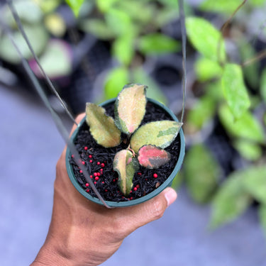 Hoya Caudata Variegated