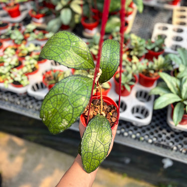 Hoya Clemensiorum Ancient Dragon