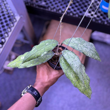 Hoya Clemensiorum From Silver Clone