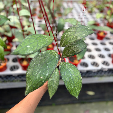 Hoya Clemensiorum Gatotkaca