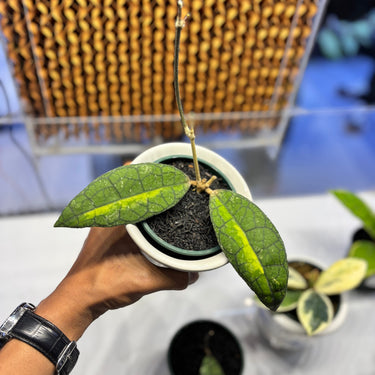 Hoya Clemensiorum Inner Variegated