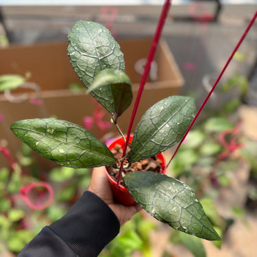 Hoya Clemensiorum Jurassica