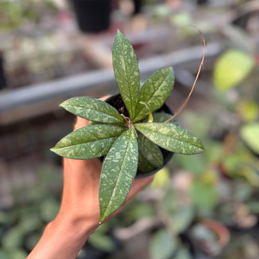 Hoya Crassipetiolata Splash