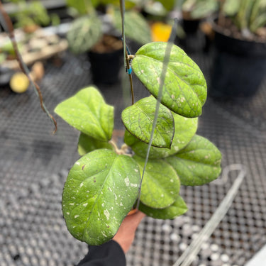 Hoya Cv Elephant