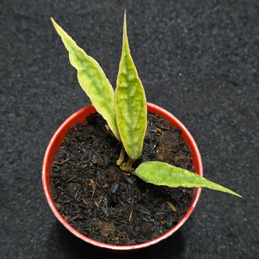 Hoya Dragon Sword Mint - Small potted plant with green leaves on a dark background