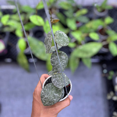 Hoya Eliptica x Imbricata