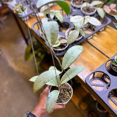 Hoya Emperor Silver