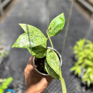 Hoya Finlaysonii Silver